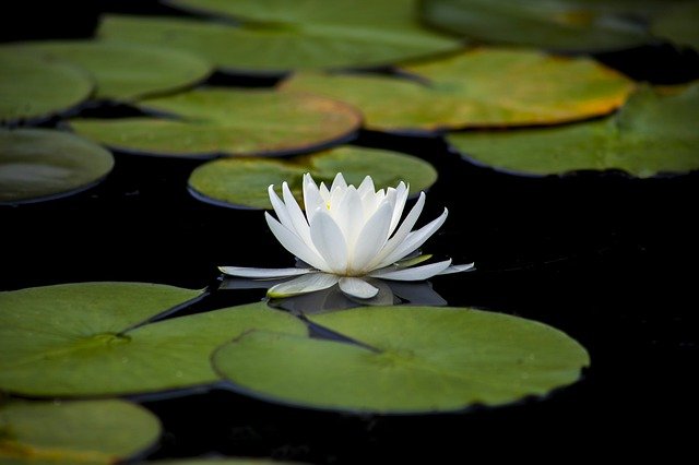 lotus-3144893_640